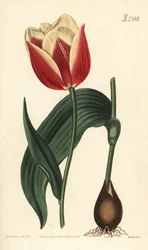 Tulipa suaveolens var. latifolia