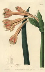 Clinanthus fulvus (Coburgia fulva)