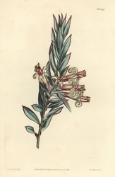 Styphelia de flores en racimo, Styphelia triflora