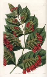 Combretum Variete, Red Flower Graphips - Grabado por S.Watts, de una ilustración de Sarah Anne Drake, de la Revista Botánica de Sydenham Edwards, Inglaterra