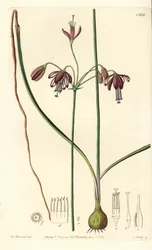 Coral de México o gota de coral - Bessera elegans. Grabado en cobre coloreado a mano por S. Watts después de una ilustración de William Herbert del Botanical Register de Sydenham Edwards, Ridgeway, Londres