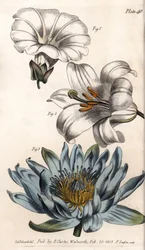 Corola: borde del campo, lirio (hexapétalo) y lirio (polipétalo)