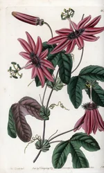 Pasión carmesí - Placa grabada por S.Watts, de una ilustración de Sarah Anne Drake (1803-1857), del Botanical Register de Sydenham Edwards (1768-1819), Inglaterra