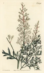 Arbusto arrugado o tanaceto - Arbusto arrugado o helecho perejil (lomatia de hojas de azufre), Lomatia silaifolia. Grabado en cobre coloreado a mano por F. Sansom Jr. después de una ilustración de Sydenham Edwards del Botanical Magazine de William Curtis, 