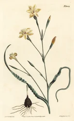 Moraea de hojas rizadas, Moraea crispa. Grabado en cobre a mano coloreado por F. Sansom Jr. después de una ilustración de Sydenham Edwards del Botanical Magazine de William Curtis, Londres