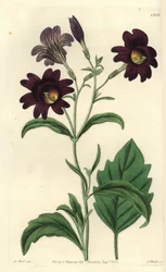 Salpiglossis sinuata, del Botanical Register de Sydenham Edwards
