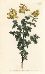 Cytisophyllum sessilifolium (Cytisus común, Cytisus sessilifolius). Grabado en cobre coloreado a mano de Sansom después de una ilustración de Sydenham Edwards del Botanical Magazine de William Curtis, Londres