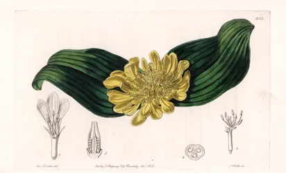Daubenya Variete - Placa grabada por S. Watts, de una ilustración de Sarah Anne Drake (1803-1857), del Registro Botánico de Sydenham Edwards (1768-1819), Inglaterra
