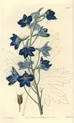 Delfinio - Delphinium speciosum