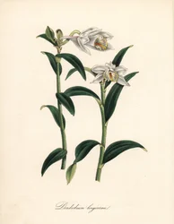 Dendrobium variete - Orquídea dendrobium de cuerno largo, Dendrobium longicornu. Copiado del 