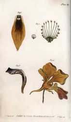 Descripción detallada del tallo y la corona de la fritilaria