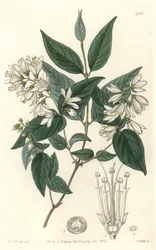 Deutzie ruda, nativa de Japón - Agua fuerte por S. Watts de una ilustración de Sarah Anne Drake (1803-1857), del Registro Botánico