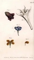 Diferentes corolas: belladona, datura, vincapervinca y giroflée, del Botanical Magazine de William Curtis