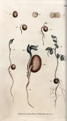 Diferentes etapas de germinación de la semilla de guisante y de la judía común. Grabado en cobre coloreado, ilustración de Sydenham Edwards (1768-1819) para Conferences of Botanical, Jardín Botánico de Lambeth (Inglaterra)