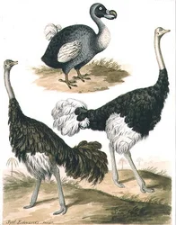 Dodo y avestruz