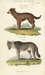 Perro y lobo - Perro pastor, Canis familiaris, y lobo, Canis lupus. Grabado en cobre coloreado a mano después de Sydenham Edwards del Pantologia de John Mason Good, una Nueva Enciclopedia, G. Kearsley, Londres