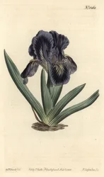 Iris enano - Iris x binata (bandera enana púrpura-azul, Iris pumila var. violacea). Grabado en cobre coloreado a mano de F. Sansom Jr. después de una ilustración de Sydenham Edwards del Botanical Magazine de William Curtis, T. Curtis, Londres