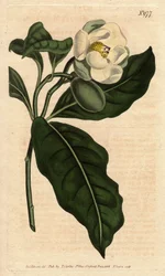 Magnolia enana con flores blancas, nativa de China y Java