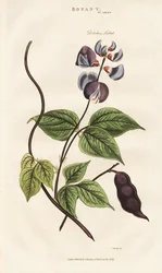 Alubia jacinto egipcia