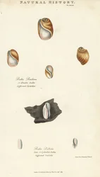 Bulla resiliens y Bulla pallida. Grabado en cobre coloreado a mano después de Sydenham Edwards de la Pantología de John Mason Good, una Nueva Enciclopedia, G. Kearsley, Londres