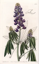 Lupino elegante o lupino de México - Grabado por S.Watts, de una ilustración de Sarah Anne Drake, del Botanical Register de Sydenham Edwards
