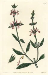 Stachys albicaulis, del Botanical Register de Sydenham Edwards