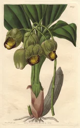 Orquídea epífita, catasetum amarillo pálido, nativa de Brasil - del Registro Botánico