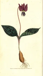 Diente de perro eritronio (o Satyrion rojo), del Botanical Magazine de William Curtis