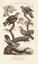 Especies de aves europeas en los árboles