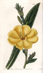 Onagra con flores grandes