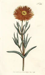 Caléndula de higo, Mesembryanthemum aureum