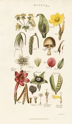 Estructuras florales y vegetales