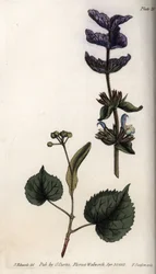Hojas florales y ramo de violetas de brácteas terminales de salvia verde (o salvia hormina) y tilos. Grabado en cobre coloreado, ilustración de Sydenham Edwards (1768-1819) para las Conferencias de Botánica, Jardín Botánico de Lambeth (Inglaterra)