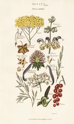 Arreglos florales y frutales