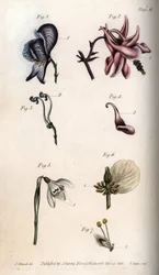 Flores de acónito, ancholia, galanthus, eléboro y sauce llorón, con detalles de pistilos y estambres