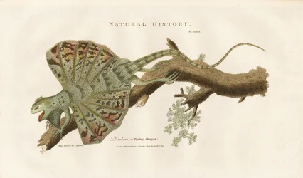 Dragón volador en una rama