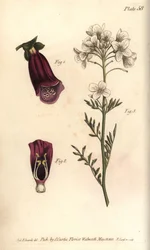 Dedalera