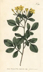 Jazmín fragante, Jasminum odoratissimum