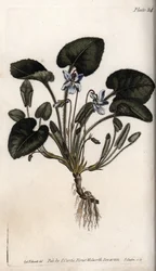 Violeta fragante