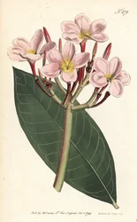 Frangipani - Frangipani o plumeria roja, Plumeria rubra