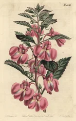 Balsamina de jardín - Balsamina de jardín, Impatiens balsamina
