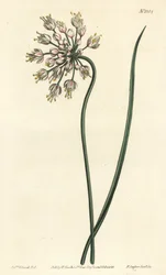 Ajo inclinado - Allium cernuum. Grabado en cobre a mano coloreado por F. Sansom Jr. después de una ilustración de Sydenham Edwards del Botanical Magazine de William Curtis, Londres