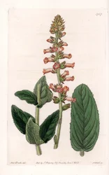 Genera Variete - Placa grabada por S. Watts, de una ilustración de Sarah Anne Drake (1803-1857), del Registro Botánico de Sydenham Edwards (1768-1819), Inglaterra