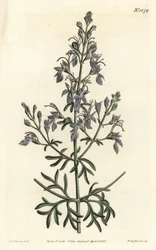 Teucrium orientale. Grabado en cobre coloreado a mano por F. Sansom Jr. después de una ilustración de Sydenham Edwards de la Revista Botánica de William Curtis, T. Curtis, Londres