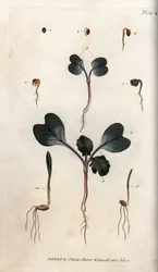 Germinación de semillas de rábano, trigo blando y cebada común. Grabado en cobre coloreado, ilustración de Sydenham Edwards (1768-1819) para Conferences of Botanical, Jardín Botánico de Lambeth (Inglaterra)