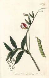 Guisante de olor español, Lathyrus clymenum