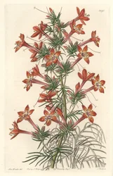 Gilie a hoja de coronope o Ipomopside elegante - Aguafuerte de S. Watts de una ilustración de Sarah Anne Drake (1803-1857), del Botanical Register