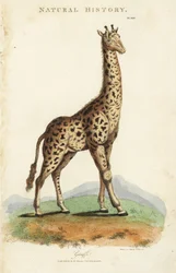 Jirafa, Giraffa camelopardalis. Grabado en cobre coloreado a mano después de Sydenham Edwards del Pantologia de John Mason Good, una Nueva Enciclopedia, G. Kearsley, Londres