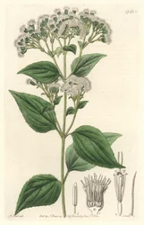 Eupatorio glandular, nativo de México - Placa grabada por S. Watts de una ilustración de M. Mart, del Registro Botánico