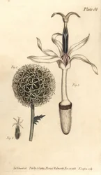 Cardo globo, Echinops sphaerocephalus